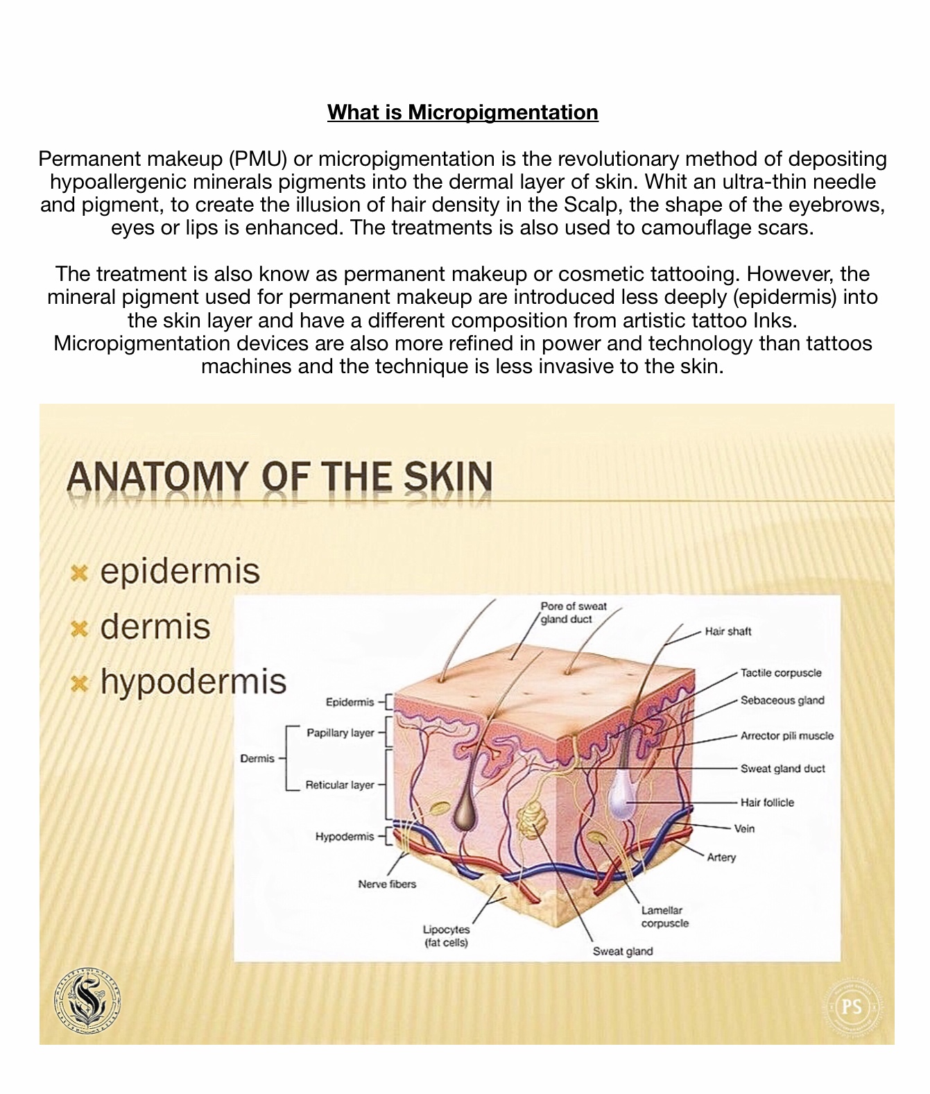 Anatomy of the Skin